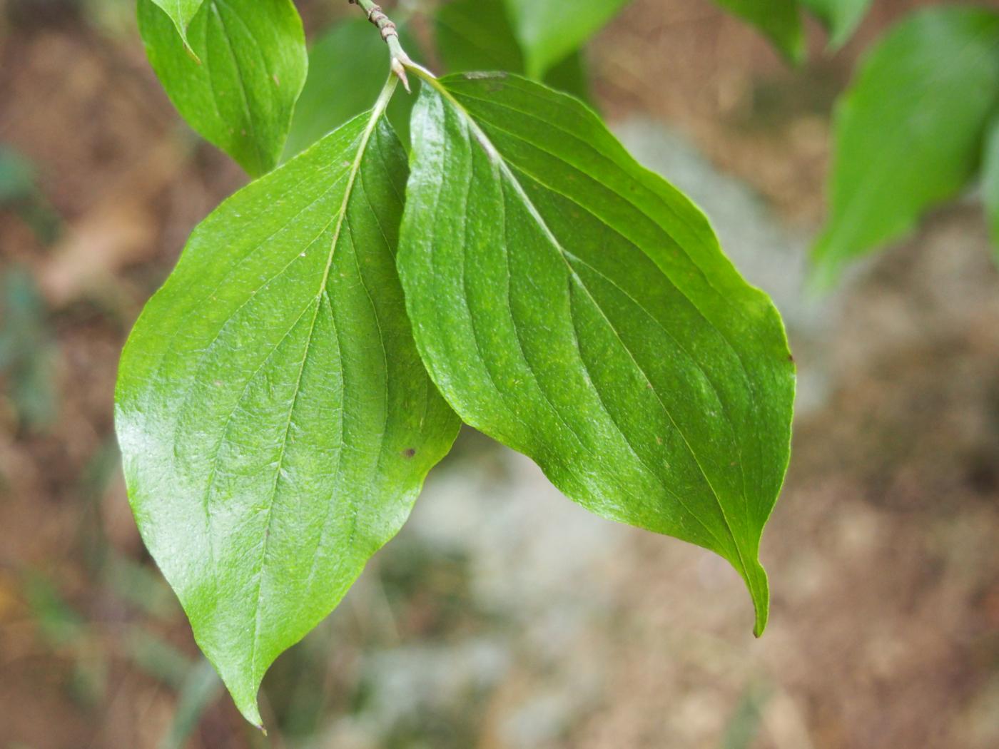 Cornelian cherry leaf